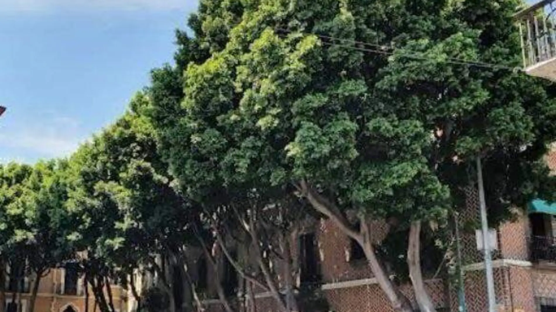 plaza de la democracia con árboles verdes